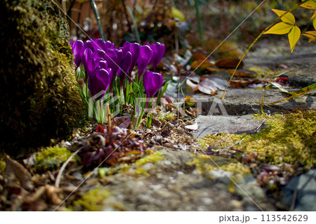 春の目覚め、クロッカスの花盛り、紫の花言葉は「愛の後悔」ギリシア神話のラブストーリーになぞらえて 113542629