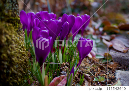 春の目覚め、クロッカスの花盛り、紫の花言葉は「愛の後悔」ギリシア神話のラブストーリーになぞらえて 113542640