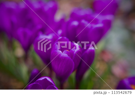春の目覚め、クロッカスの花盛り、紫の花言葉は「愛の後悔」ギリシア神話のラブストーリーになぞらえて 113542679