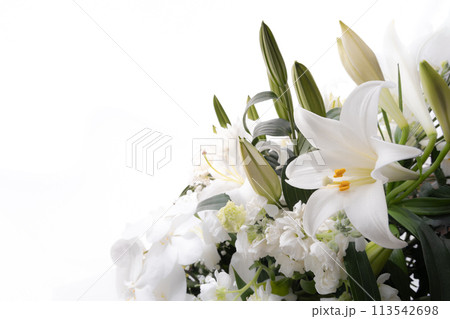 テッポウユリ(9) テッポウユリ(9) 113542698