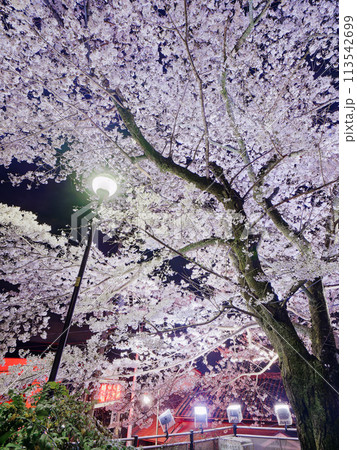 【奈良県生駒市／宝山寺参道】宝山寺参道の幻想的な夜桜 113542699