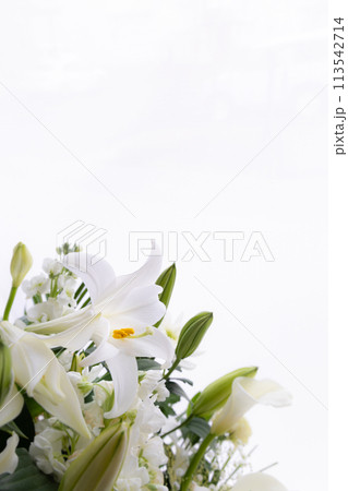 テッポウユリ（12） 113542714