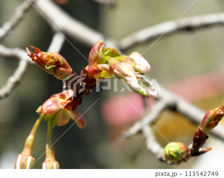 春を待つ山桜の蕾 春を待つ山桜の蕾 113542749