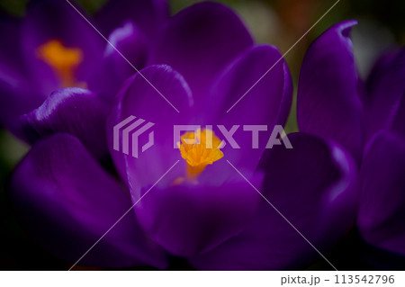 春の目覚め、クロッカスの花盛り、紫の花言葉は「愛の後悔」遥か昔のギリシア神話より 113542796