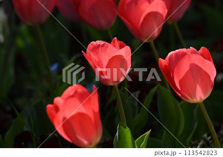 かわいい赤いチュウリップの花 かわいい赤いチュウリップの花 113542823