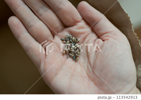 黒い米粒 黒い米粒 113542913