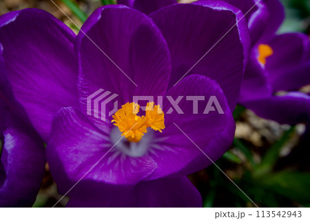 春の目覚め、クロッカスの花盛り、紫の花言葉は「愛の後悔」遥か昔のギリシア神話より 113542943