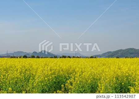 菜の花畑のある風景 菜の花畑のある風景 113542987