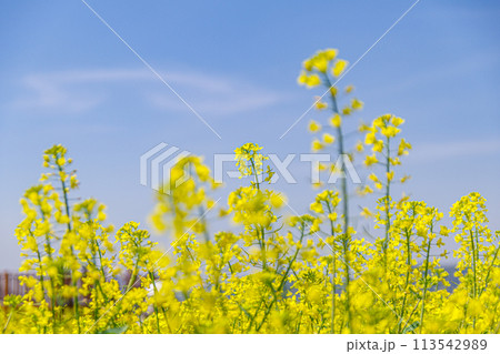 青空に向かって咲く菜の花 113542989