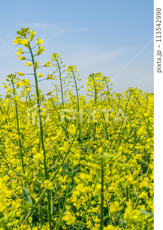 青空に向かって咲く菜の花 113542990