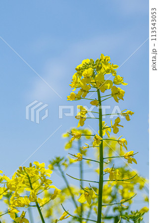青空に向かって咲く菜の花 青空に向かって咲く菜の花 113543053