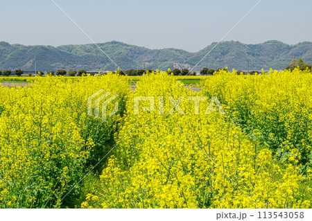 菜の花畑と山の見える風景 113543058