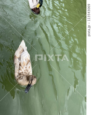 池で泳ぐカモ 池で泳ぐカモ 113543069