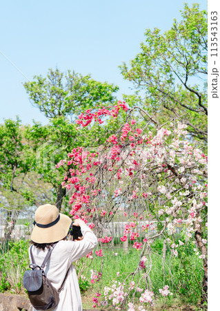 花を撮影する女性 花を撮影する女性 113543163