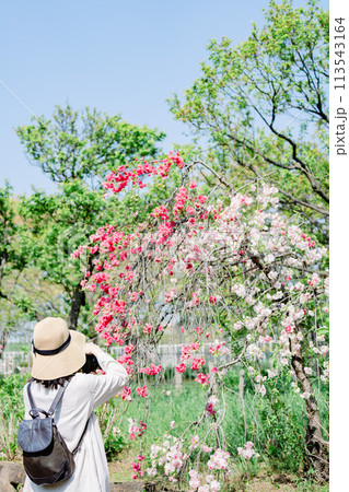 花を撮影する女性 花を撮影する女性 113543164