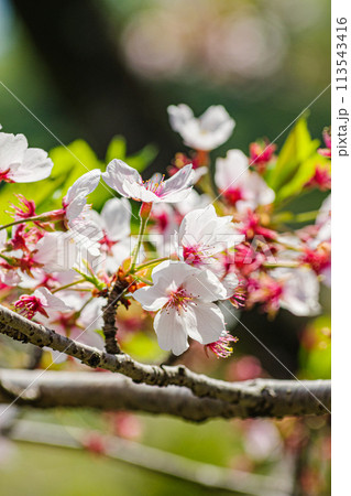 春の陽光を浴びる桜 113543416