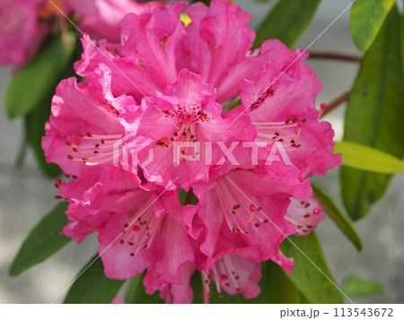 シャクナゲ 113543672
