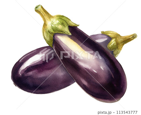 茄子 茄子 113543777