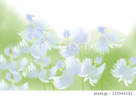 鷺草の花のカード3 鷺草の花のカード3 113544181