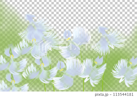 鷺草の花のカード3 鷺草の花のカード3 113544181