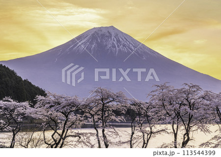 朝焼けの田貫湖から桜と富士山 113544399