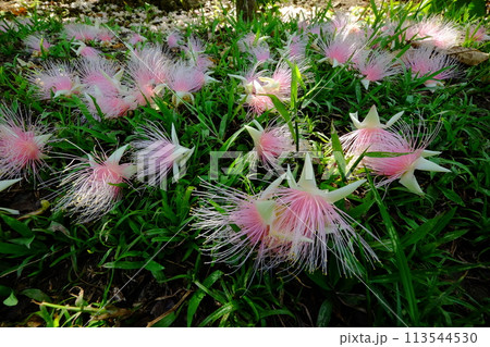 石垣島のピンク色のサガリバナ 113544530