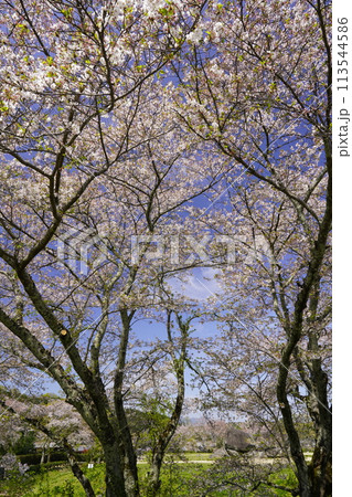 春の青空に映える石舞台の桜 春の青空に映える石舞台の桜 113544586