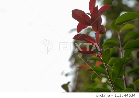 紅葉の季節、緑と赤が調和するカナメモチの葉 113544634
