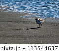 海辺を歩く鳥 113544637