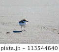 砂浜を歩く鳥 113544640