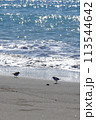 海辺と鳥 113544642