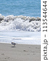 波から逃げる鳥 113544644