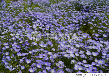 ネモフィラの青い花 113544693