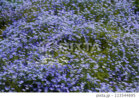 ネモフィラの青い花 113544695