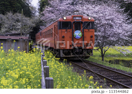 小湊鐡道飯給駅から桜と菜の花畑を走る機関車 113544862