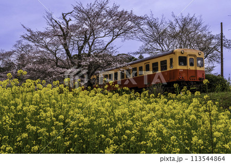小湊鐡道飯給駅から桜と菜の花畑を走る機関車 113544864
