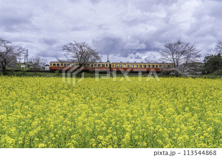 小湊鐡道飯給駅から桜と菜の花畑を走る機関車 小湊鐡道飯給駅から桜と菜の花畑を走る機関車 113544868