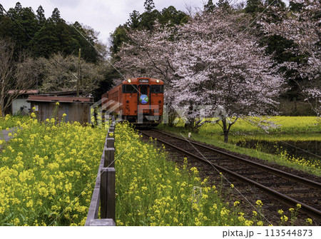 小湊鐡道飯給駅から桜と菜の花畑を走る機関車 113544873