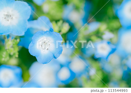 農業公園に咲く美しいチューリップ 113544993