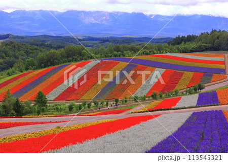 カラフルな花々 カラフルな花々 113545321