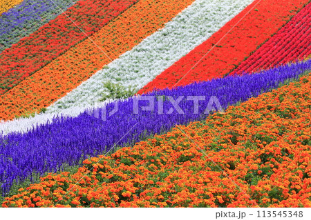 カラフルな花畑 113545348
