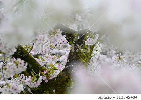 桜と苔 113545484