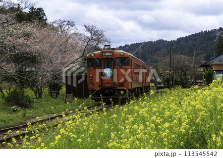 菜の花と桜のきれいな小湊鐡道高滝駅 菜の花と桜のきれいな小湊鐡道高滝駅 113545542