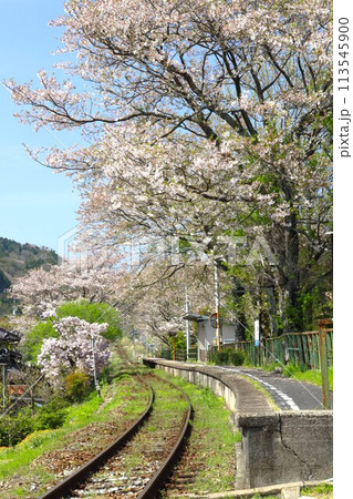 桜のトンネルを走る列車 113545900