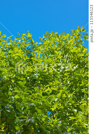 初秋のミズナラと青空 113546123