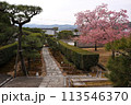 圓光寺の桜　京都 113546370