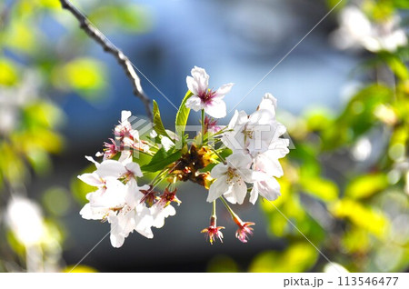 葉桜 桜の花の散り始め 葉桜 桜の花の散り始め 113546477