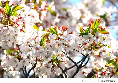 葉桜　桜の花の散り始め 113546485