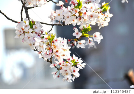 葉桜 桜の花の散り始め 葉桜 桜の花の散り始め 113546487