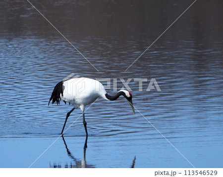 雪景色と丹頂鶴 113546529